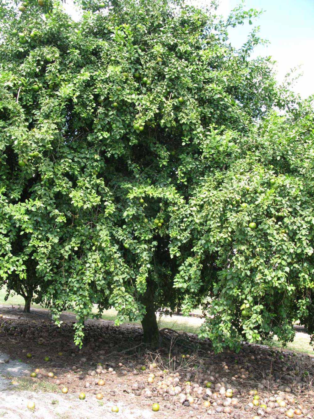              Habit (Nigerian Powder Flask, Winter Haven, FL)       